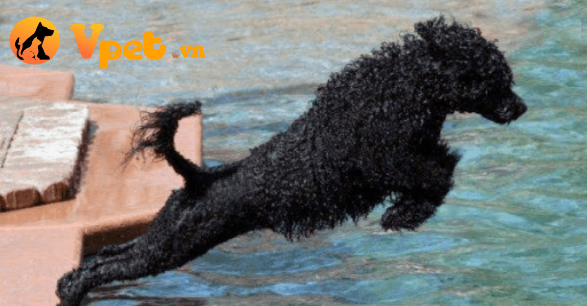 chó săn lội nước Bồ Đào Nha nhảy nước